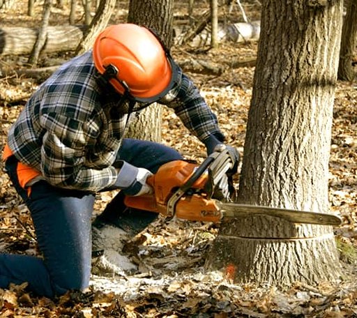 Tree Removal in Tamaqua, PA